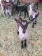 Goat Animals for sale in Fallon, NV 89406, USA. price: NA