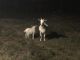 Goat Animals for sale in Beavercreek, OH 45324, USA. price: NA