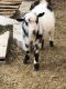 Goat Animals for sale in Mesa, AZ, USA. price: $100
