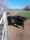 Goat Animals for sale in Tolleson, AZ, USA. price: NA