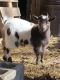 Goat Animals for sale in Brevard, NC, USA. price: NA
