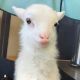 Goat Animals for sale in 30301 Carter St, Solon, OH 44139, USA. price: NA