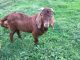 Goat Animals for sale in New Holland, PA 17557, USA. price: NA