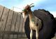 Goat Animals for sale in Goat Dr, St Joe, AR 72675, USA. price: NA