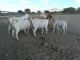 Goat Animals for sale in Hollister, CA 95023, USA. price: $200
