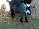 Goat Animals for sale in Fayette, AL 35555, USA. price: NA