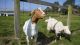 Goat Animals for sale in San Diego, CA, USA. price: $550