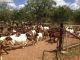 Goat Animals for sale in Texas, MS 39455, USA. price: NA