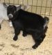 Goat Animals for sale in Los Angeles, CA, USA. price: $800
