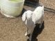 Goat Animals for sale in Exeter, CA 93221, USA. price: $250