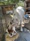 Goat Animals for sale in 30022 Rosebud St, Magnolia, TX 77354, USA. price: NA