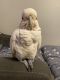 Goffin's Cockatoo Birds for sale in Dingmans Ferry, PA 18328, USA. price: $2,000