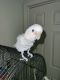 Goffin's Cockatoo Birds for sale in Westland, MI, USA. price: $2,500
