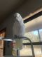 Goffin's Cockatoo Birds for sale in Indianola, OK 74442, USA. price: $3,000