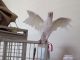 Goffin's Cockatoo Birds for sale in Zelienople, PA, USA. price: NA