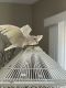 Goffin's Cockatoo Birds for sale in Milford, DE 19963, USA. price: NA