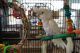 Goffin's Cockatoo Birds for sale in Camp Hill, PA 17011, USA. price: $2,000