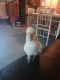 Goffin's Cockatoo Birds for sale in Phoenix, NY 13135, USA. price: $900