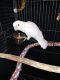 Goffin's Cockatoo Birds for sale in Carmichael, CA, USA. price: NA