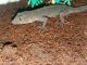 Gold Gecko Reptiles for sale in Mitchellville, IA 50169, USA. price: NA
