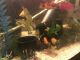 Gold Mickey Mouse Platy Fishes