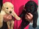 Goldador Puppies for sale in Montgomery, AL, USA. price: NA