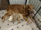 Goldador Puppies for sale in Elsmere, KY, USA. price: NA