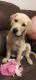 Goldador Puppies for sale in Hopkins, MI 49328, USA. price: NA