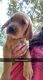 Goldador Puppies for sale in Fulton, MS 38843, USA. price: $350