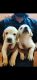 Goldador Puppies for sale in Ramapuram, Chennai, Tamil Nadu, India. price: 10000 INR