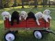 Goldador Puppies for sale in Abbeville, SC 29620, USA. price: NA