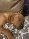 Goldador Puppies for sale in High Point, NC, USA. price: $400