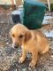 Goldador Puppies for sale in Irmo, SC 29063, USA. price: $100