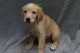 Goldador Puppies for sale in Parker, CO, USA. price: $850