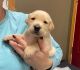 Goldador Puppies for sale in Remsen, IA 51050, USA. price: $800