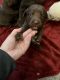 Goldador Puppies for sale in Holland, OH 43528, USA. price: NA
