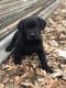 Goldador Puppies for sale in St Paul, MO 63366, USA. price: NA
