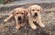 Goldador Puppies