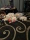 Goldador Puppies for sale in Goldsboro, NC, USA. price: $45,000