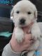 Goldador Puppies for sale in Cheyenne, WY, USA. price: NA