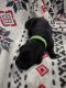Goldador Puppies for sale in Staples, MN 56479, USA. price: NA