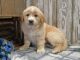 Goldador Puppies for sale in Womelsdorf, PA 19567, USA. price: NA
