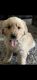 Goldador Puppies for sale in Moreno Valley, CA 92551, USA. price: NA