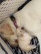 Goldador Puppies for sale in Lithia Springs, GA, USA. price: $800