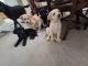 Goldador Puppies for sale in Cheyenne, WY, USA. price: NA