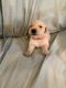 Goldador Puppies for sale in Fredericksburg, VA 22401, USA. price: $50,000