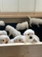 Goldador Puppies for sale in Haddam, KS 66944, USA. price: $900