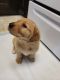 Goldador Puppies for sale in 2788 5th St, Elko, NV 89801, USA. price: $650