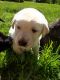 Goldador Puppies for sale in Frankfort, KY 40601, USA. price: NA