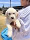 Goldador Puppies for sale in Moreno Valley, CA 92551, USA. price: $900